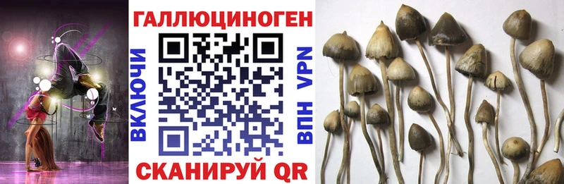 где найти наркотики  Короча  Псилоцибиновые грибы Magic Shrooms 